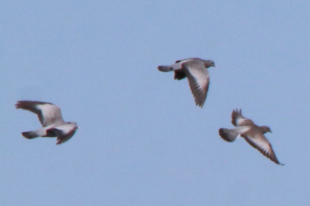 Aiuto ID Columbidae: Colombella (Columba oenas)